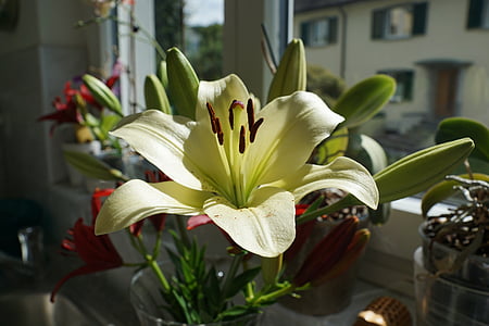 Lily, bunga, Blossom, mekar, vas, bunga potong