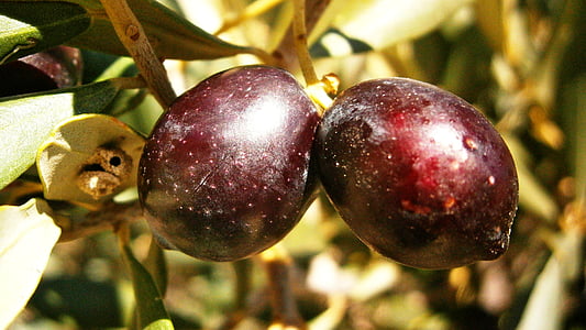 olive, Olivas, frutta, albero, oliva, vegetale, natura