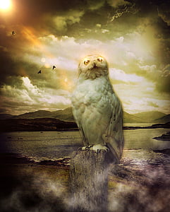 owl, mystical, sky, clouds, birds, sun, weather