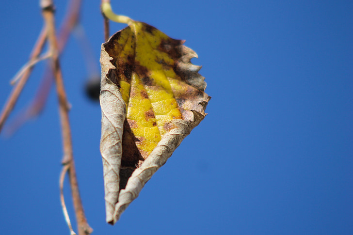leaf, autumn, sky, yellow, brown, blue