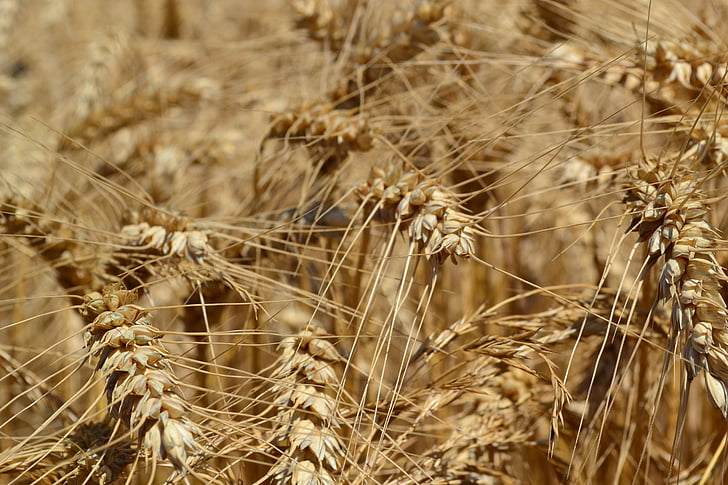 pšenice, zemědělství, Triticum aestivum, Klas pšenice, obiloviny