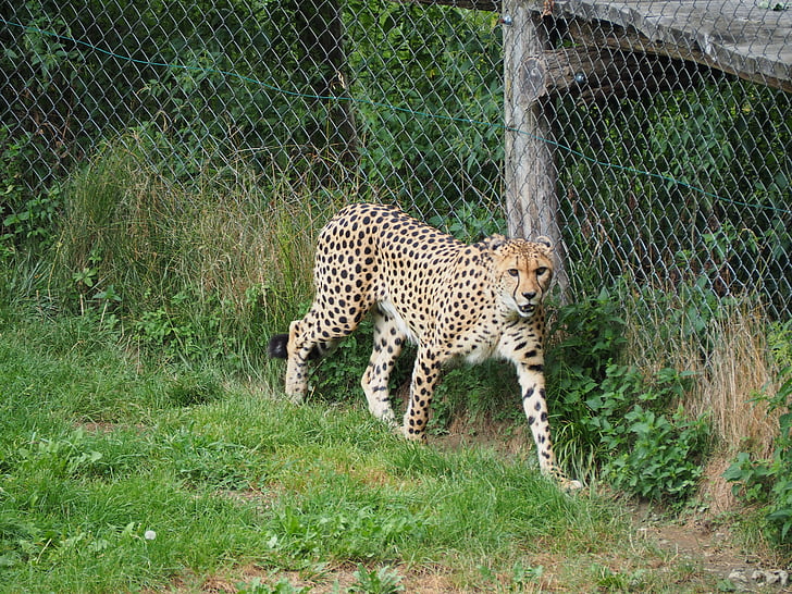 léopard, Zoo, nature, chat