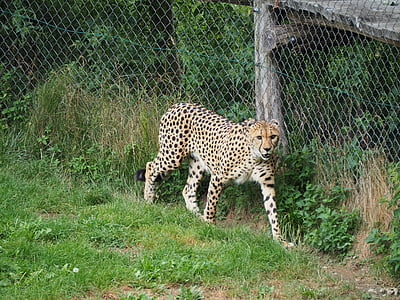 Leopard, Zoo, natur, kat