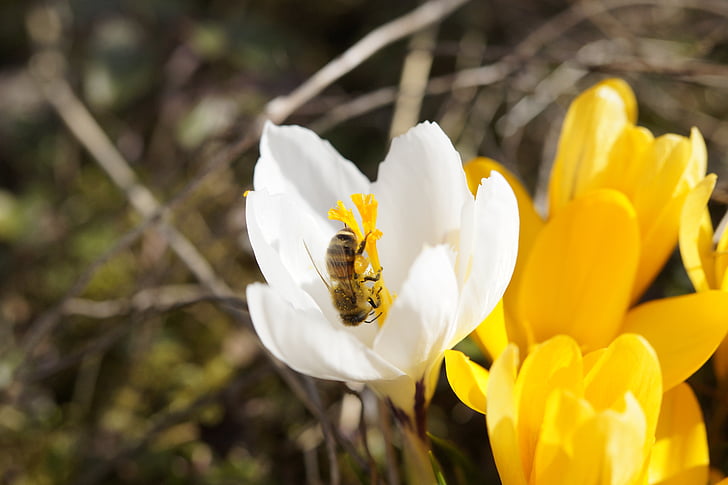 mesilane, koguvad õietolmu, Sulgege, õietolm, õis, Bloom, otsides