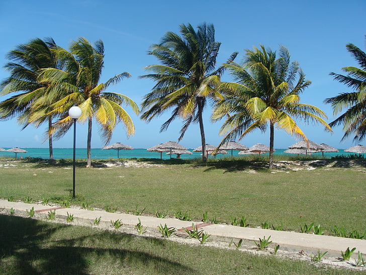 palmy, morze, wakacje, Plaża, kokosowy, Wyspa, gorąco