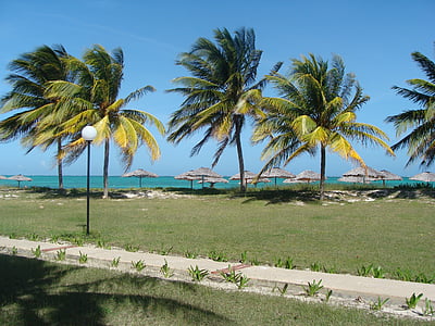 palm, sea, holiday, beach, coconut, island, hot