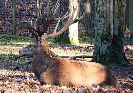 red deer, autumn, wild, hunting, forestry, wildlife park, november