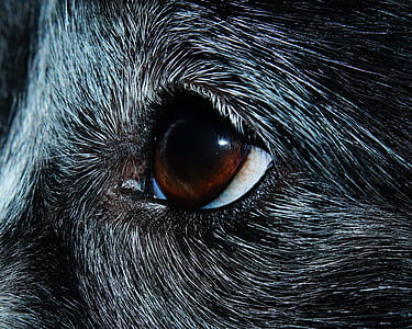 eye, close, dog, pet, protector, attention, animal