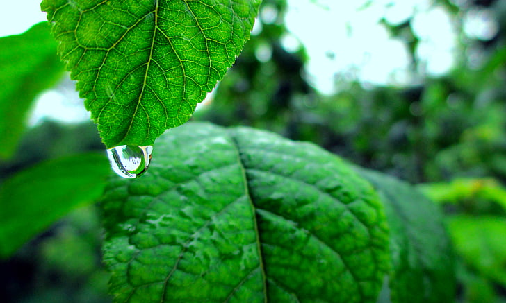 closeup, drop of water, green, leaves, nature, rain, raindrop