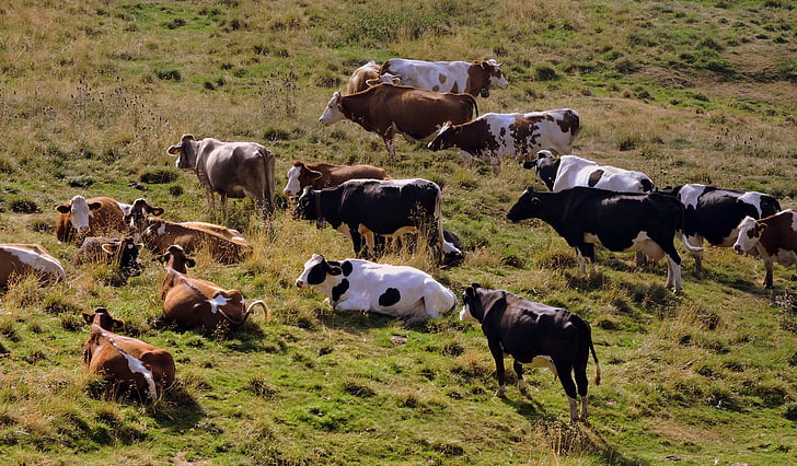 herd, cow, pasture, prato, animals, bovino, mountain
