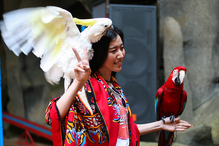 Flicka, Asia, Kina, papegojor, Foto, cirkus, Asiatiska