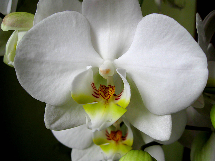 Orchis, les pétales, fleur, Blooming, Orchid