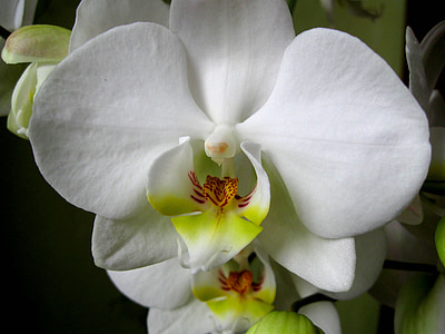 orchis, kelopak, bunga, mekar, Anggrek
