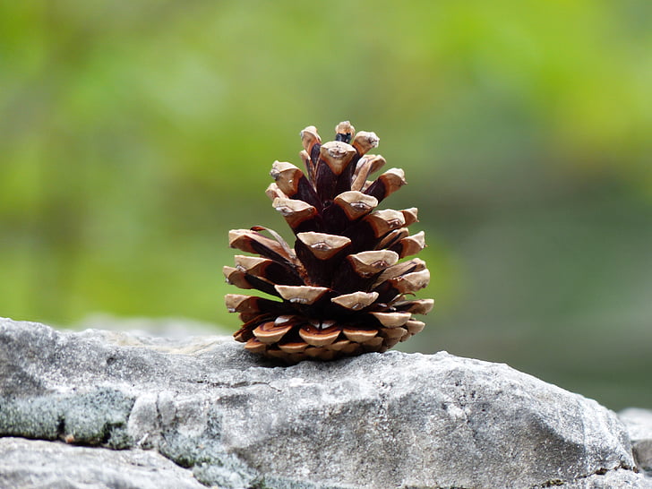 pine cones, tap, strobilus, conifer cones, seeds, pine Cone, nature