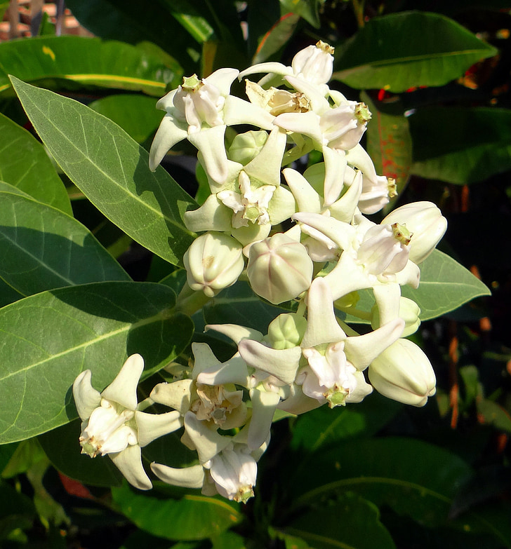 Calotropis gigantea, Asclépiade, fleur, AAK, blanc, Dharwad, Inde