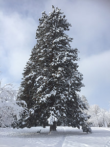 树, 冬天, 雪, 景观, 自然, 感冒, 现场