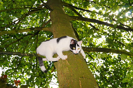 katt, träd, klättra, ung katt, Husdjur, naturen, katt i trädet