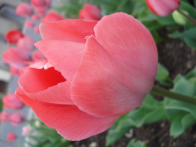 Tulipa, -de-rosa, flor, Primavera, detalhe, Chita, campo