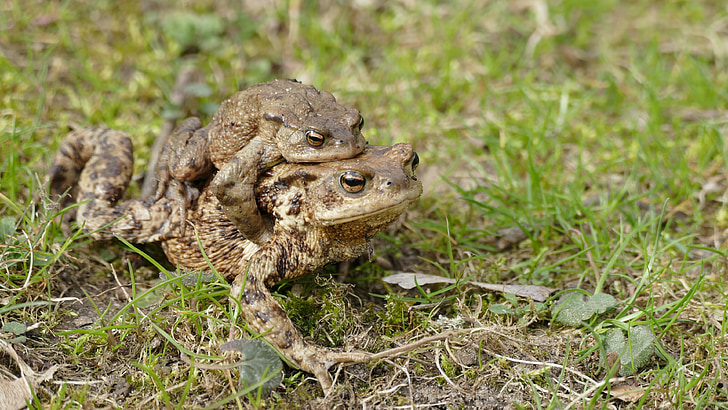 nature, animals, frog, couple, ride, move