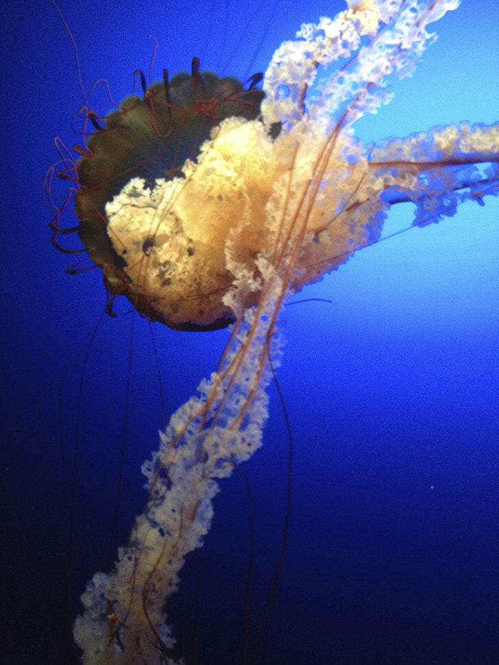 jellyfish, blue, creature, deep sea creature, transparent, translucent