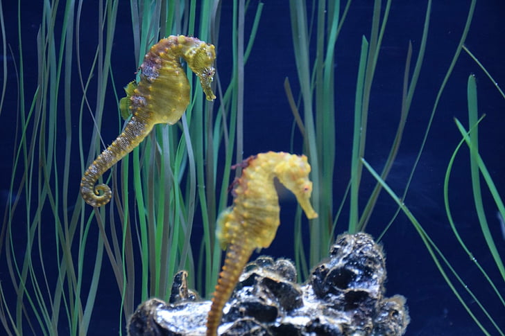 Hippocampus, Aquarium, Québec