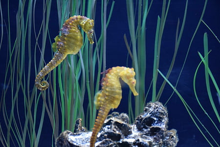 hippocampus, akvarium, Québec