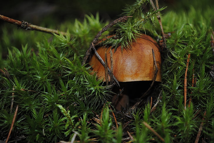 mushroom, forest, nature, plant, macro, background, nerivill1