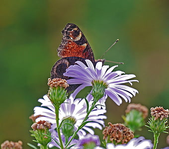 asters, autumn flowers, back light, hide and seek, butterfly, peacock, peacock butterfly