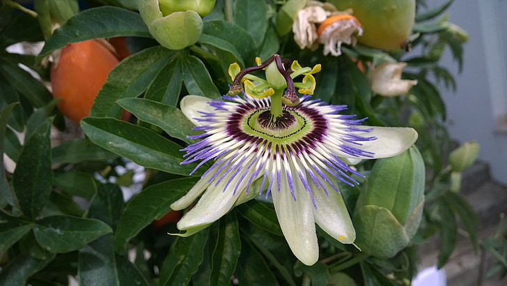 Passion flower, zieds, Bloom, daba