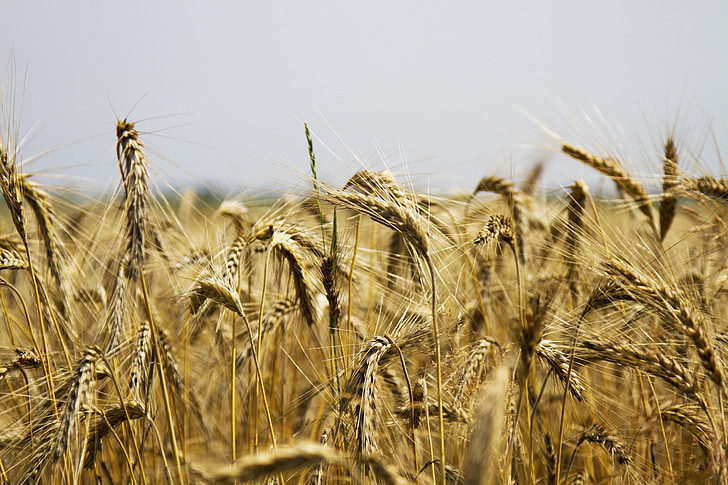 grano, campo di frumento, cereali, agricoltura