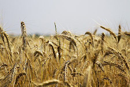 grâu, câmpul de grâu, cereale, agricultura