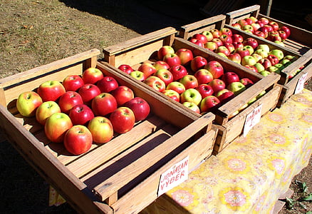 äpplen, frukt, Apple, fostret