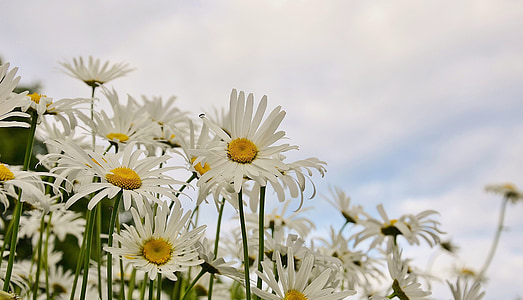 Daisy, virág, tavaszi, Marguerite, növény, Bloom, Blossom