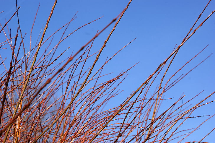 branches, Air, arbre, nature, Direction générale de la, ciel bleu, printemps