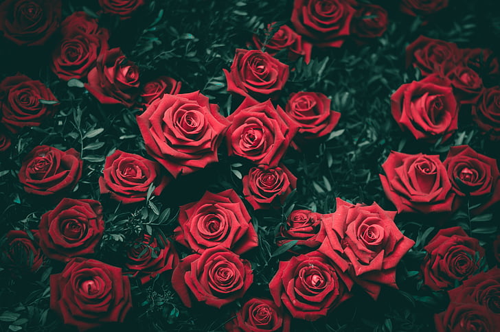 sarkana, rozes, puķe, ziedlapas, dāvana, mīlu, pieauga - ziedu