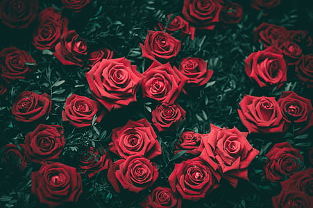 vermelho, rosas, flor, pétalas, Dom, amor, rosa - flor