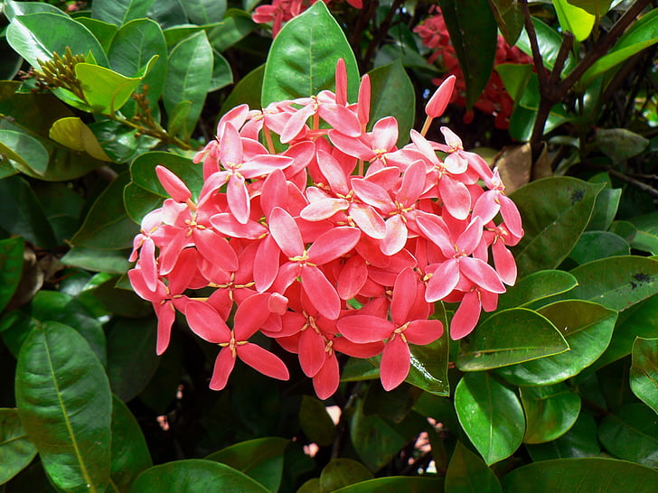 bunga eksotis, Ixora, merah muda, bunga-bunga tropis, botani, Flora