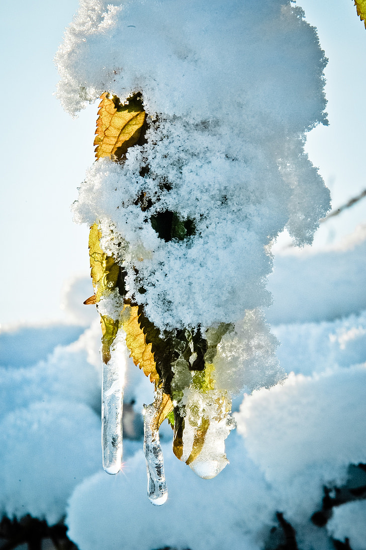 icicle, snow, leaves, winter, cold, snowy, nature