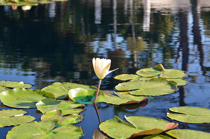 Lily pad, vatten, reflektion, Lily, dammen, pad, blomma
