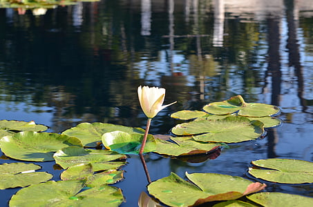lily pad, water, reflection, lily, pond, pad, flower