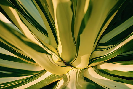 kaktus, close-up, linje