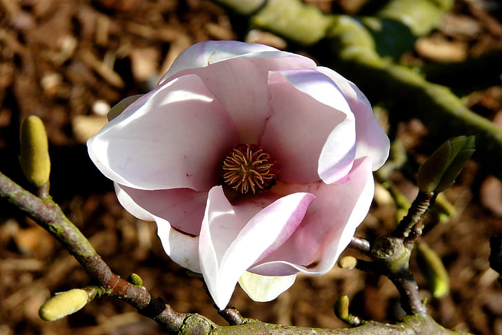 Магнолия, тюльпанное дерево, Блоссом, Блум, magnoliengewaechs, декоративное растение, Весна