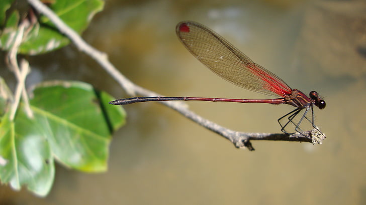 Dragonfly, Anisoptera, epiprocta