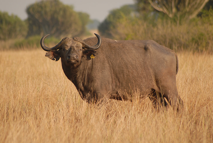 búfal, mamífer, Safari, Uganda, gran