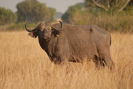 Búfalo, mamífero, safári, Uganda, Grande