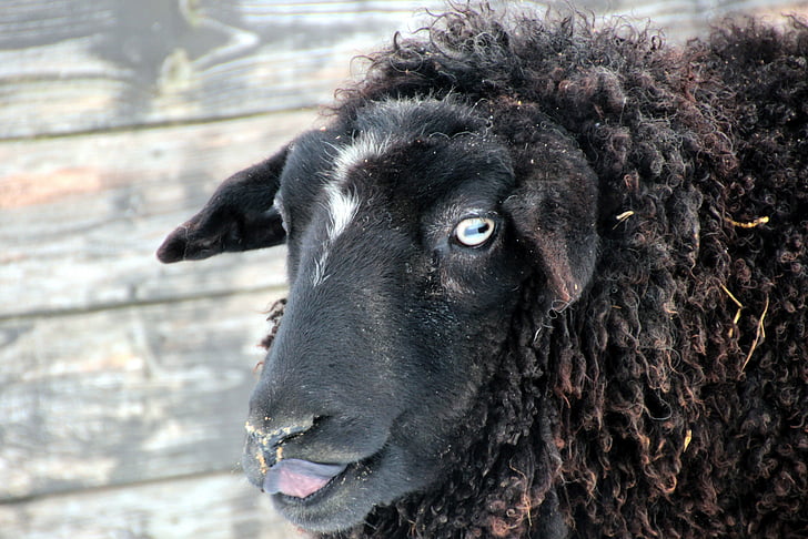 schapen, zwart, wol, dier, dieren, natuur, schapen gezicht