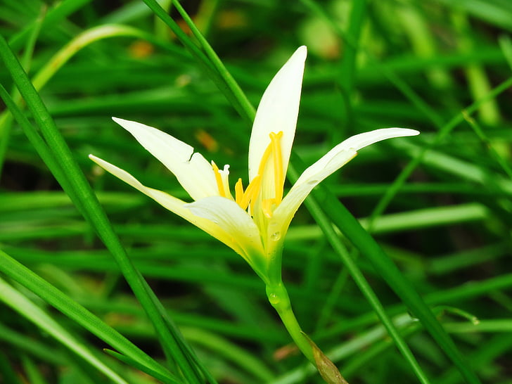 flower, fresh, nature, green, plant, leaf, green Color