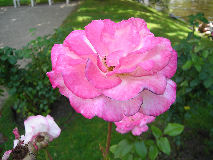 ruusut, Handel, Baden Badenin