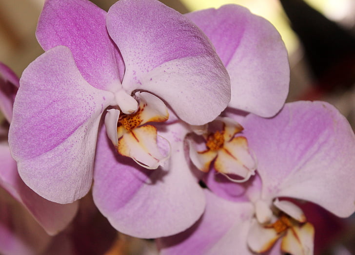 орхидея, розово цвете, фасция цвете, венчелистче, Блосъм, Блум, розово