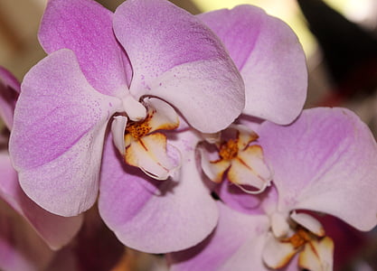 orquídia, flor rosa, flor de la fàscia, pètal, flor, flor, Rosa